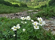 77 Anemoni narcissini (Anemonastrum narcissiflorum)